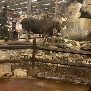 Meet your Posher, Raven